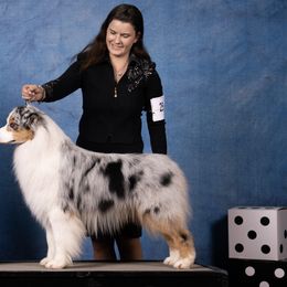 Australian Shepherds and Belgian Malinois from Desert Wind Kennels