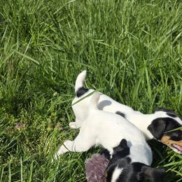 Companion Cross, Russell Terrier, and Yorkshire Terrier Puppies from Working W Kennels