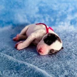 Lakota - White and blue merle female Bordoodle puppy in Elizabeth City, North Carolina from Howdy Doodles