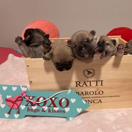French Bulldog Puppies from Blessed and Boujee Frenchies