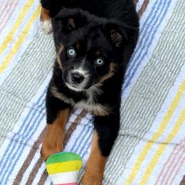 Bell - Black tri female Miniature Australian Shepherd puppy in Dillwyn, Virginia from Sand Creek Toy and Mini aussies