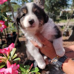 Australian Shepherd Puppies from Marion Lutz Gulf Coast Aussies