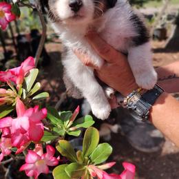 Australian Shepherd Puppies from Marion Lutz Gulf Coast Aussies