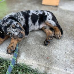 Kombi - Harlequin Beauceron puppy in Haslet, Texas from Wanderlust Beaucerons