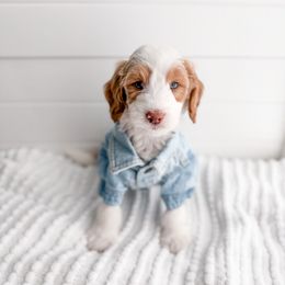 Timber - Parti male Goldendoodle puppy in Greencastle, Indiana from Willow & Co.