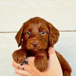 Dakota - Red  female Goldendoodle puppy in Belgrade, Montana from Best Friend Doodles
