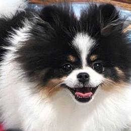 Trinity - Pomeranian