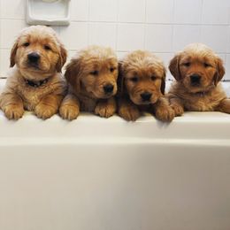 Golden Retriever Puppies from TaylerMade Goldens