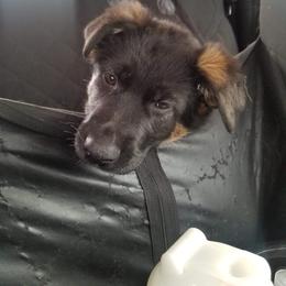 German Shepherd and Pembroke Welsh Corgi Puppies from Muddy Paws Corgis / Von Blake's Gedächtnis German Shepherds