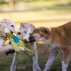 Borzoi Puppies from Rezance Borzoi