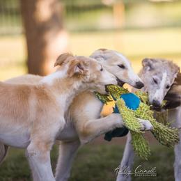 Borzoi Puppies from Rezance Borzoi