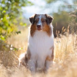 Crux - Australian Shepherd