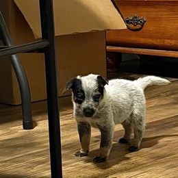 Girl 3 - Blue mottled female Australian Cattle Dog puppy in Carthage, Missouri from MO Morningstar Heelers
