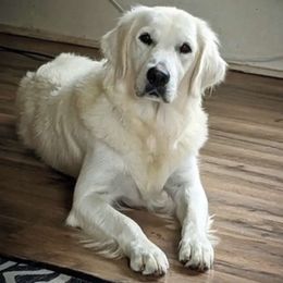 Marlo - Golden Retriever