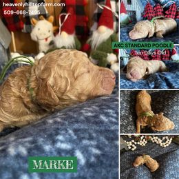MARKE - Green Collar Boy - Apricot male Poodle puppy in Charlo, Montana from Heavenly Hilltop Farm