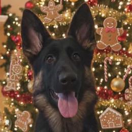 Torvi - German Shepherd