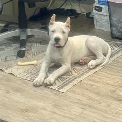 Female 3 - White female Dogo Argentino puppy in Winter Haven, Florida from Wayward’s Dogos and Spellbound Greyhounds