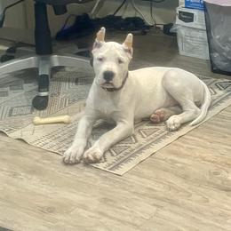 Female 3 - White female Dogo Argentino puppy in Winter Haven, Florida from Wayward’s Dogos and Spellbound Greyhounds