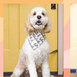 Gracie - Goldendoodle