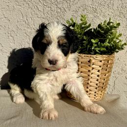 Blush - Black and white female Bernedoodle puppy in Moreno Valley, California from Ayy_Doodles