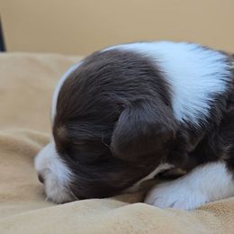 Green Collar Male - Red tri-color male Miniature American Shepherd puppy in Lexington, Kentucky from Deuce's Den