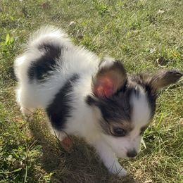 Papillon Puppies from Peppy Papillons, LLC