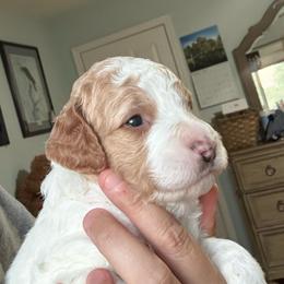 Teal Collar - Parti female Goldendoodle puppy in Winchester, Tennessee from Mahaffey’s Doodles