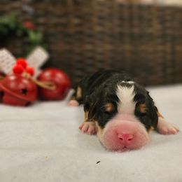 Green collar - Tri-color female Bernedoodle puppy in Shelby, North Carolina from Forever Grateful Doodles