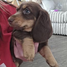 Chip - Chocolate and cream male Dachshund puppy in Price, Utah from Stone Kennels