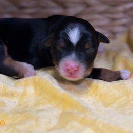 Indigo - female Australian Mountain Doodle puppy in Henry, Illinois from Rowe Farms Doodles