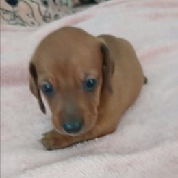 Red boy - Red male Dachshund puppy in Cedar Rapids, Iowa from Paulassillydogs