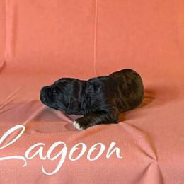 Lagoon - Black tri-color female Aussiedoodle puppy in Ellenburg Center, New York from Kristin's Puppies