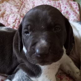 German Shorthaired Pointers from Samantha Whitehouse
