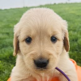 Vienna - Golden female Golden Retriever puppy in Blackfoot, Idaho from Ivy’s Goldens