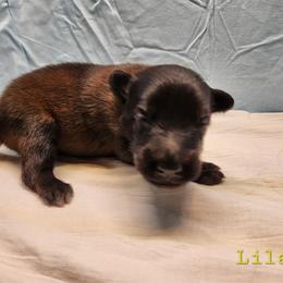 Lilac - Mahogany and black female Belgian Tervuren puppy in Merrill, Michigan from Reves Vifs Belgian Shepherds