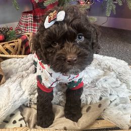 Brownie (yellow) - Brown and white female Cockapoo puppy in West Haven, Utah from Harper Haven Cavapoos & Doodles
