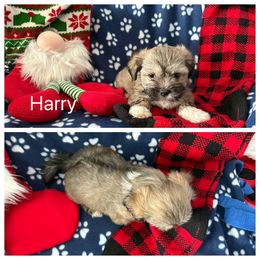 Harry - Golden male Lhasa Apso puppy in Cincinnati, Ohio from Shangri-La Lhasa Apsos