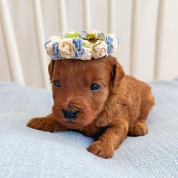 Goldendoodles from Beanie Bear Doodles