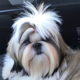 Shih Tzus from Palaquin