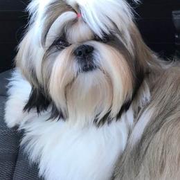 Shih Tzus from Palaquin