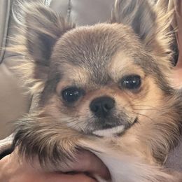 Boy 1 - Red and white Chihuahua puppy in Bloomington, Indiana from TJs Chihuahuas