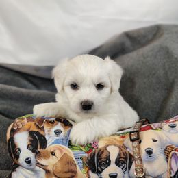 Mayor - White male Coton de Tulear puppy in Westfield, North Carolina from Legacy Pets