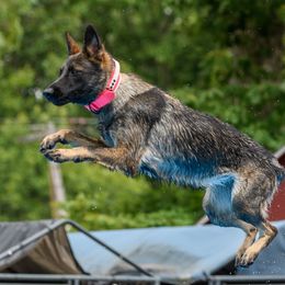 German Shepherd All Grown Up from Iron Legacy Working Dogs
