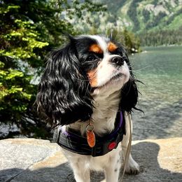 Gemma - Cavalier King Charles Spaniel