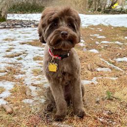Avalon - Chocolate female Australian Labradoodle puppy in Hackettstown, New Jersey from Sunny Heart Doodles