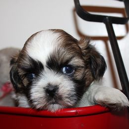 Boy 1 - Red and white male Shih Tzu puppy in Craig, Colorado from Rocky Mountain Shih Tzus and Dry Creek Miniature Dachshunds