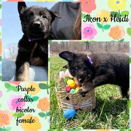Purple collar - Bi-color female German Shepherd puppy in Canterbury, Connecticut from Nachtwaechter German Shepherds, LLC
