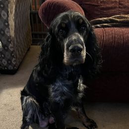 Tonika - English Springer Spaniel