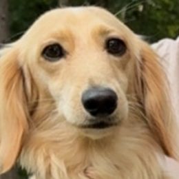 Bulldogs and Dachshunds from Miesha Carver's Bulldogs