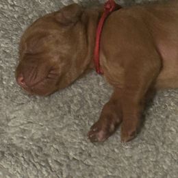 Girl 5 - Red golden Wirehaired Vizsla puppy in Pittsburgh, Pennsylvania from Kendra Breeding